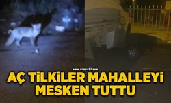 Aç tilkiler mahalleyi mesken tuttu