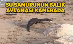 Su samurunun balık avlaması kamerada