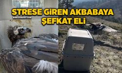 Strese giren akbaba, tedavi sonrası doğaya salındı