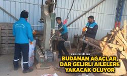 Budanan ağaçlar, dar gelirli ailelere yakacak oluyor