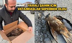 Duyarlı vatandaşlar kızıl şahinin hayatını kurtardı