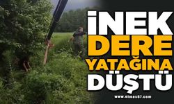 Dere yatağına düşen inek vinç yardımıyla kurtarıldı