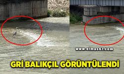 Gri balıkçıl cep telefonu kamerasıyla görüntülendi