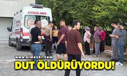 Dut toplarken ağaçtan düşüp yaralandı