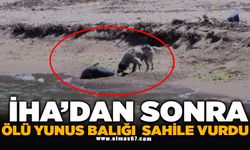 İHA'dan sonra ölü yunus balığı sahile vurdu
