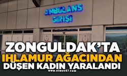 Ihlamur ağacından düşen kadın yaralandı