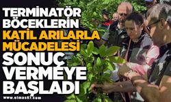Terminatör böceklerin katil arılarla mücadelesi sonuç vermeye başladı