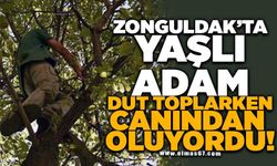 Dut Ağacından Düşen Vatandaş Ağır Yaralandı