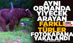 Aynı ormanda yiyecek arayan farklı türler fotokapana yakalandı