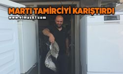 Martı yavrusu beyaz eşya tamircisini karıştırdı