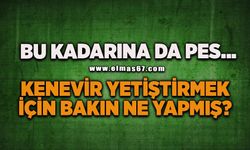 Kenevir yetiştirmek için iklimlendirme sistemi kurmuş