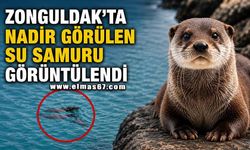 Nadir görülen su samuru görüntülendi