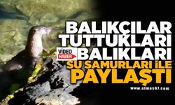 Balıkçılar tuttukları balıkları su samurları ile paylaştı