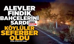 Alevler fındık bahçelerini sardı, köylüler seferber oldu