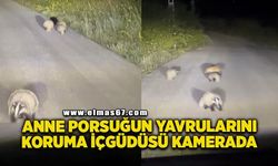 Anne porsuğun yavrularını koruma içgüdüsü kamerada