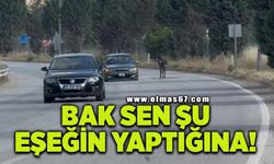 Kara yoluna çıkan eşek trafiği tehlikeye düşürdü