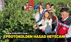 Yaban mersini meyvesinde yüksek rekolte
