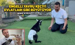 Doğuştan engelli yavru keçiyi sahiplenip evlatları gibi büyütüyorlar