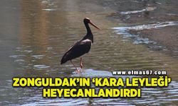 Nadir görülen kara leylek Üzülmez DSİ Deresi’nde