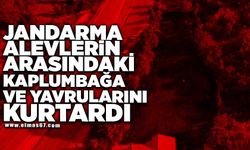 Jandarma, alevlerin arasındaki kaplumbağa ve yavrularını kurtardı