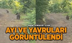 Yaylaya giderken ayı ve yavrularıyla karşılaştılar