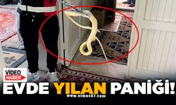 Evde yılan paniği