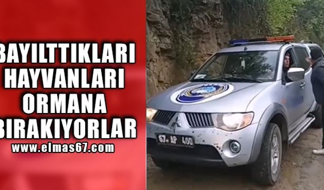 BAYILTIKLARI HAYVANLARI ORMANA BIRAKIYORLAR