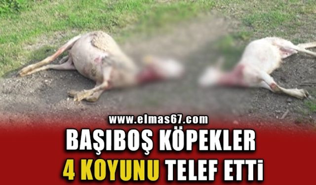 Başıboş köpekler 4 koyunu telef etti