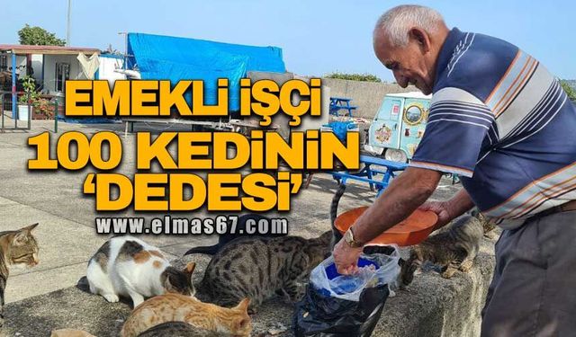 Emekli işçi 100 kedinin 'dedesi'