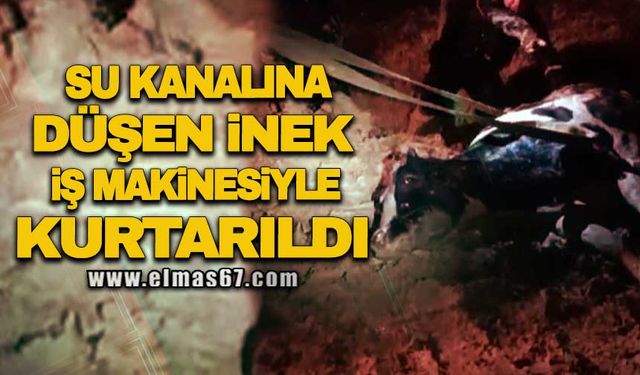 Su kanalına düşen inek iş makinesiyle kurtarıldı