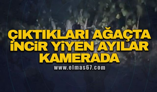 Köyde çıktıkları ağaçta incir yiyen ayılar kamerada