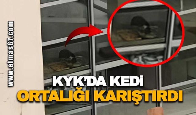 KYK'da kedi ortalığı karıştırdı!