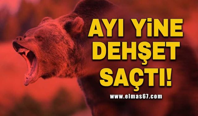 Ayı yine dehşet saçtı!