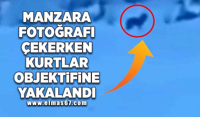 Manzara fotoğrafı çekerken kurtlar objektifine takıldı