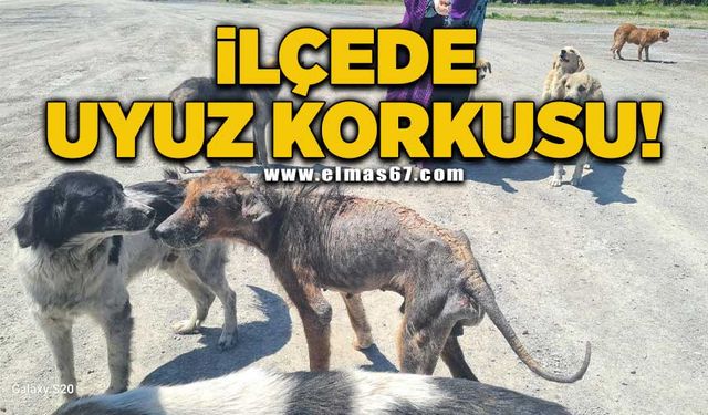 İlçede uyuz korkusu!