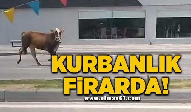 Kurbanlık firarda!