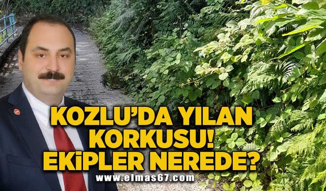 Kozlu'da yılan korkusu! Ekipler nerede?