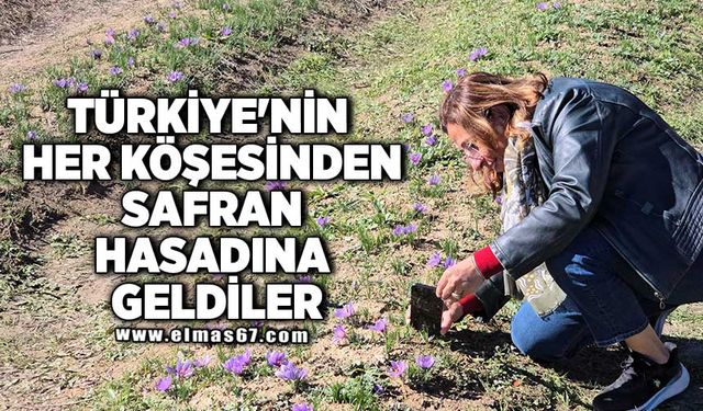 Türkiye'nin her köşesinden safran hasadına geldiler