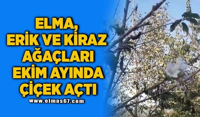 Elma, erik ve kiraz ağaçları ekim ayında çiçek açtı