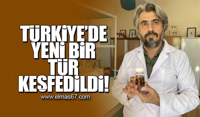 Türkiye'de yeni bir tür keşfedildi!