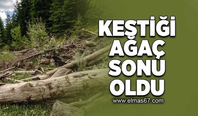 Kestiği ağaç sonu oldu!