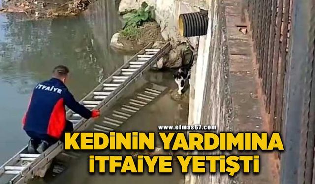 Çaya düşen kedinin yardım çağrısına itfaiye yetişti