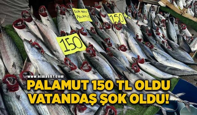 Palamut fiyatı düştü, vatandaş ilgi gösterdi