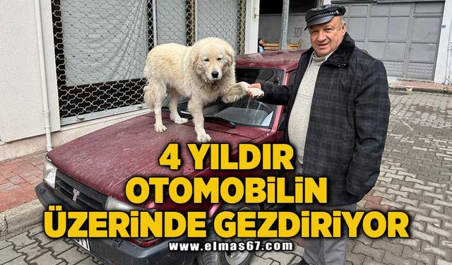 4 yıl önce sahiplendiği ‘Binnaz’ı, otomobilin üzerinde gezdiriyor