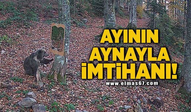 Ayının aynayla imtihanı!