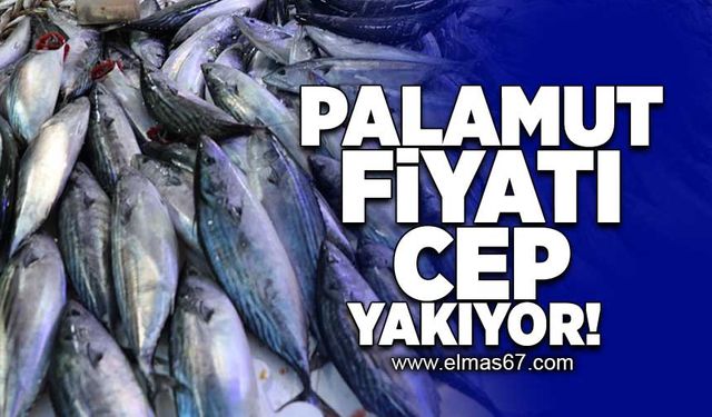 Palamut fiyatı cep yakıyor!