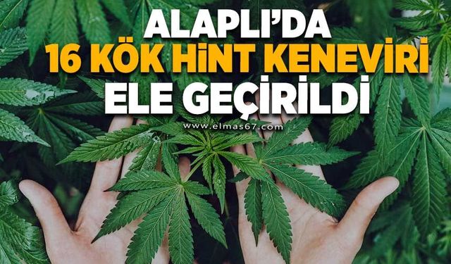 Fındık bahçesinde 16 kök hint keneviri ele geçirildi