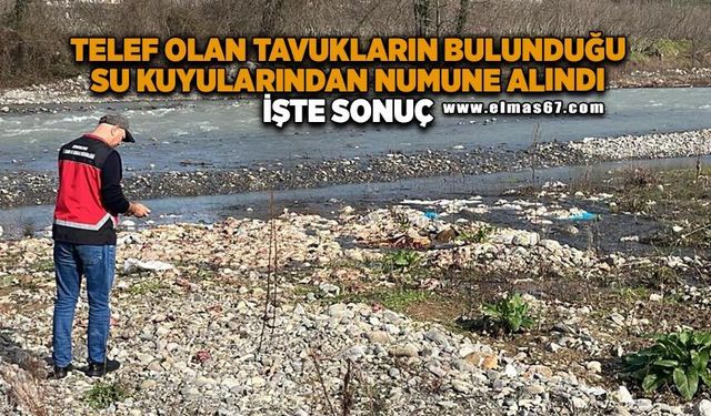 Telef olan tavukların bulunduğu su kuyularından numune alındı: İşte sonuç
