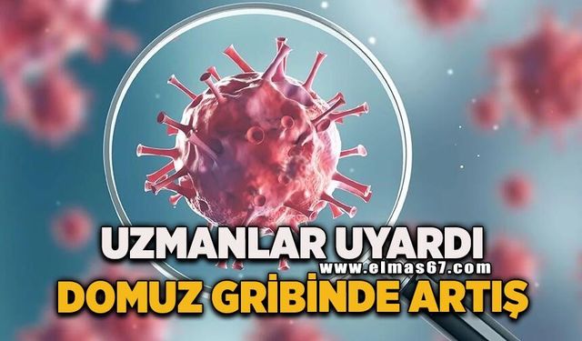 Domuz gribi vakalarında artış