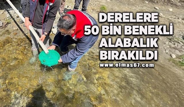Derelere 50 bin kırmızı benekli alabalık yavrusu bırakıldı